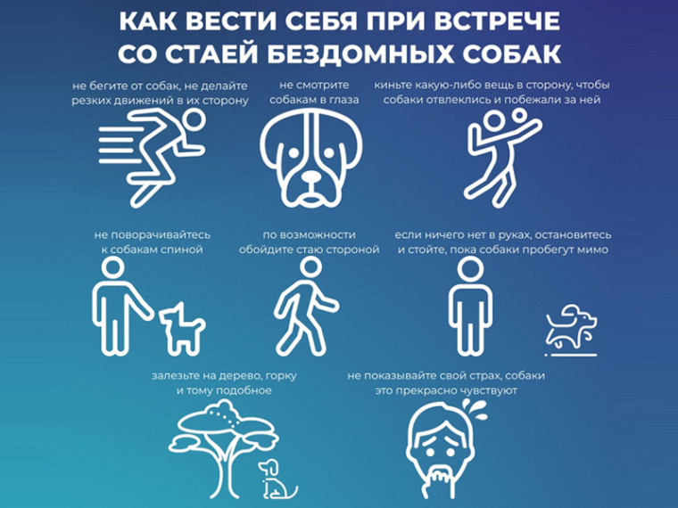 Обращение с животными без владельцев. Обращение с животными без владельцев.